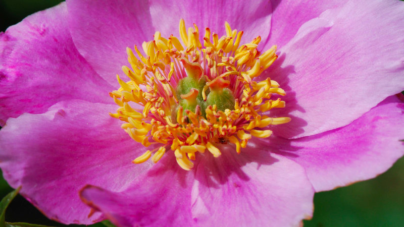 Xích thược: Vị thuốc giúp thanh nhiệt lương huyết 1