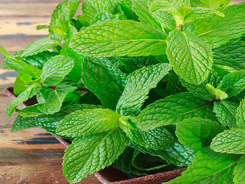 Xịt họng Xuyên Tâm Liên - Bảo vệ hiệu quả sức khỏe cả nhà trong mùa dịch 3