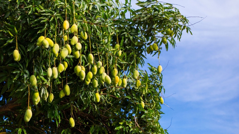 Xoài Cát Chu có những lợi ích về sức khỏe nào? Cách chọn xoài ngon thế nào?1