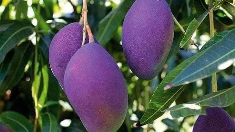 Xoài tím có màu sắc và hương vị thơm ngon đặc trưng nên rất được ưa chuộng