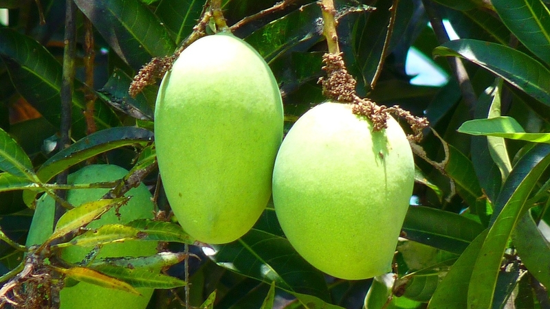 Xoài xanh bao nhiêu calo? Ăn xoài xanh có tốt cho sức khỏe không? 3