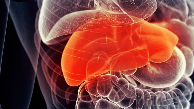 Thành xoang gan mỏng, có nhiều lỗ nhỏ giúp trao đổi chất hiệu quả