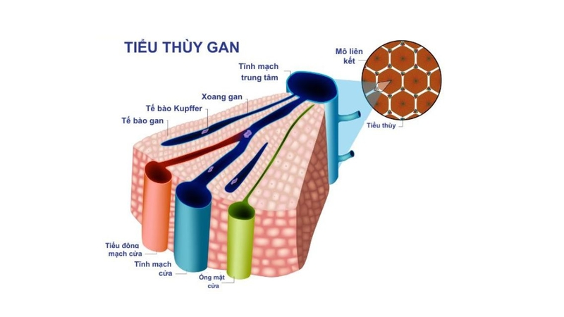 Không ít người chưa biết&nbsp;xoang gan nằm ở đâu