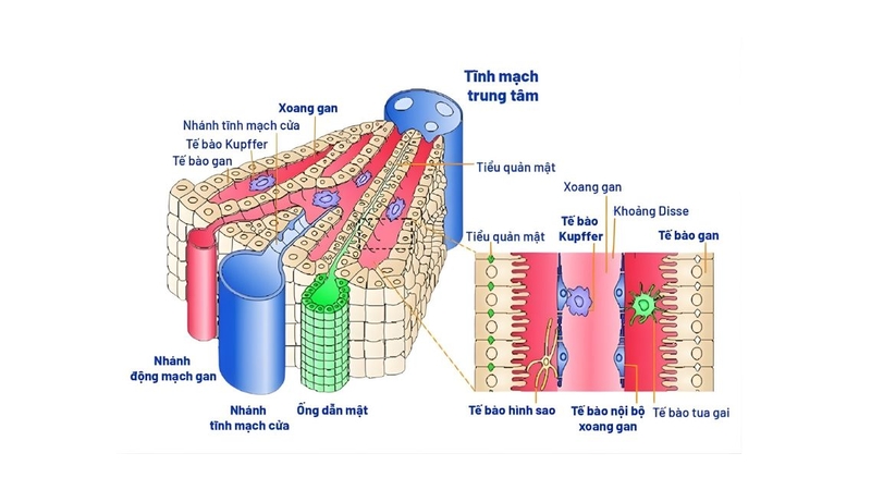 Xoang gan là hệ thống mao mạch đặc biệt nằm giữa các bè tế bào gan