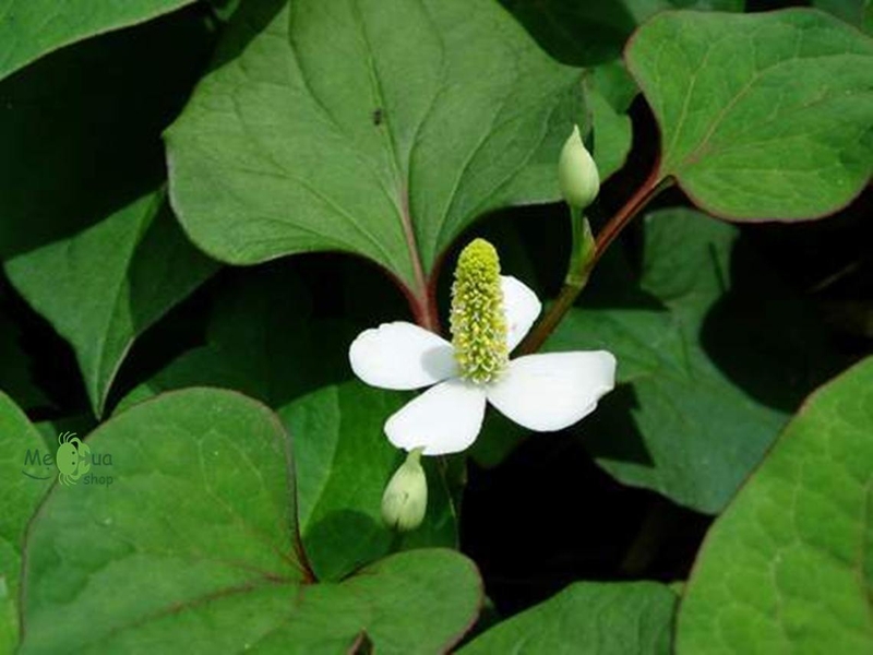 Xông mặt bằng lá diếp cá cần lưu ý điều gì 1