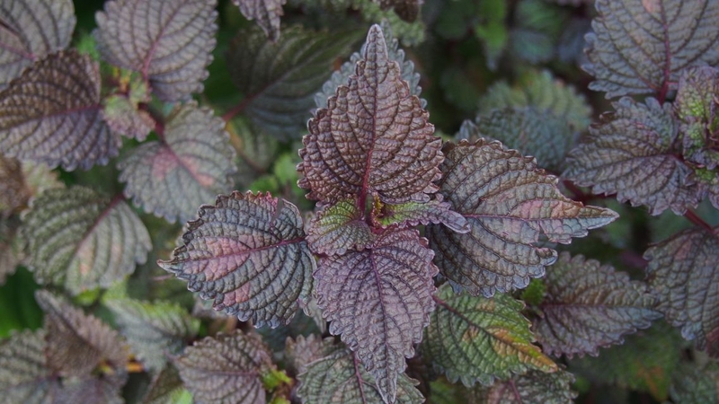 Thực tế xông mặt bằng lá tía tô trị nám không thể cải thiện nám tận gốc