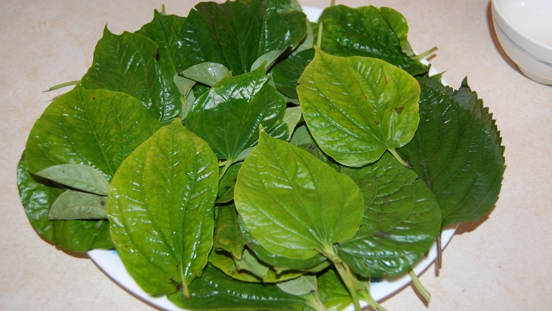 Lá lốt là một dược liệu tự nhiên dễ tìm trong phương pháp xông trĩ theo dân gian