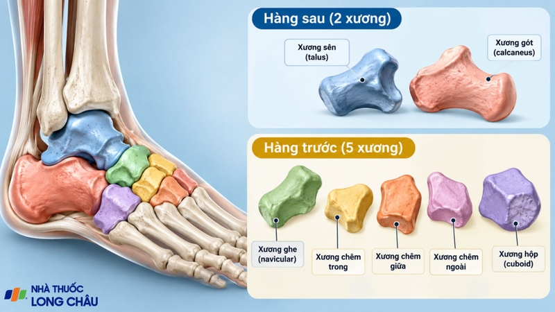 Xương cổ chân gồm 7 xương, phối hợp tạo nên cấu trúc vững chắc và linh hoạt