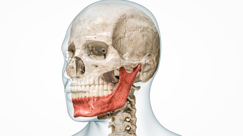 Xương hàm dưới: Giải phẫu, chức năng và một số bệnh liên quan 1