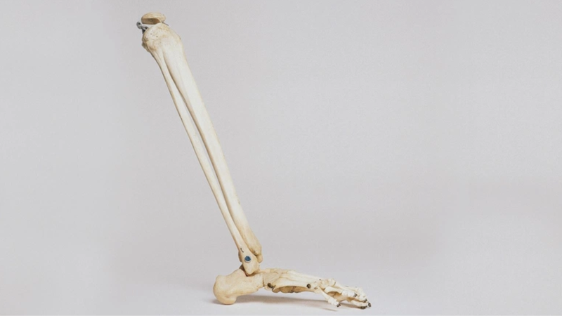 Xương mác là gì? Chức năng và các vấn đề liên quan đến xương mác 1