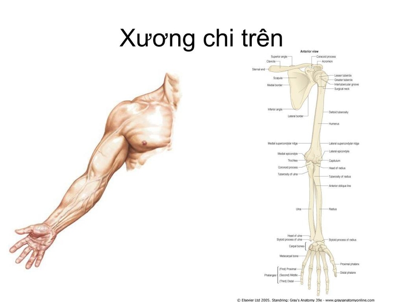 Xương quay: vị trí, cấu trúc giải phẫu và chức năng vận động mà bạn nên biết 1