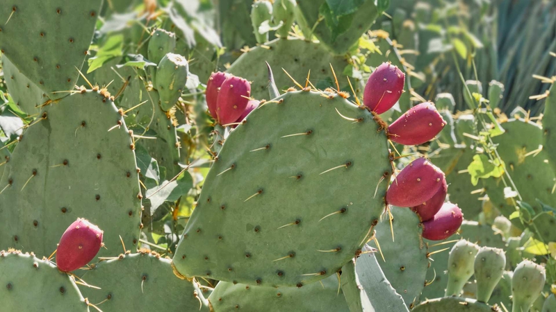 Xương rồng lê gai là giống cây có xuất xứ từ Châu Mỹ