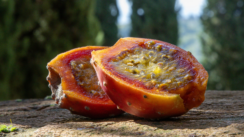 Quả của loài cây này chứa nhiều dưỡng chất và hợp chất chống oxy hóa có lợi cho sức khỏe