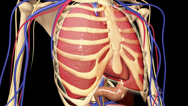 Xương sườn: Vị trí, cấu tạo, chức năng và một số bệnh lý thường gặp 3
