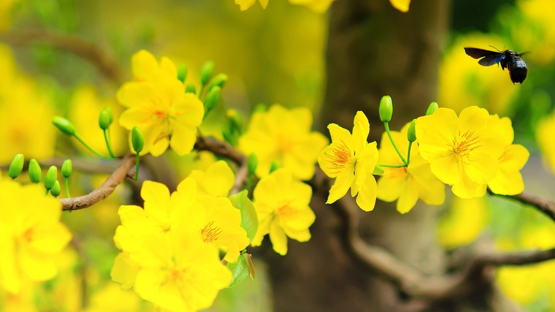 Ý nghĩa của việc tặng quà Tết không phải ai cũng biết 2