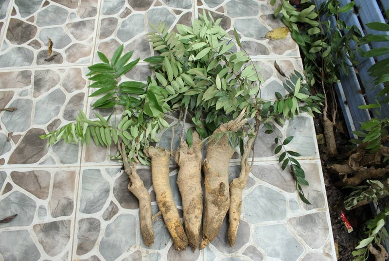 Yếu sinh lý nam là gì? Những cây thuốc nam chữa yếu sinh lý cho nam giới 3