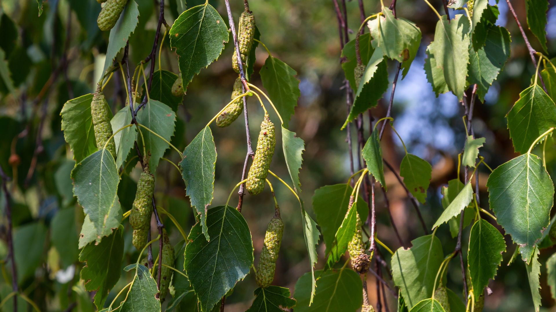 Hình ảnh Betula pendula tar oil