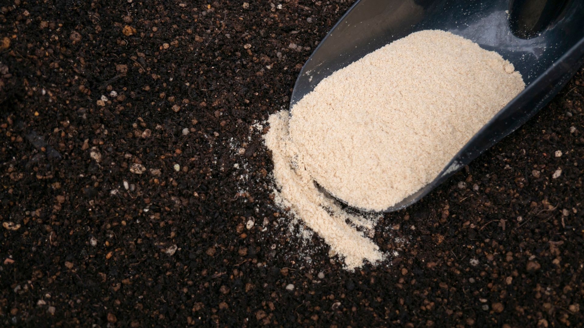 Hình ảnh Rice bran