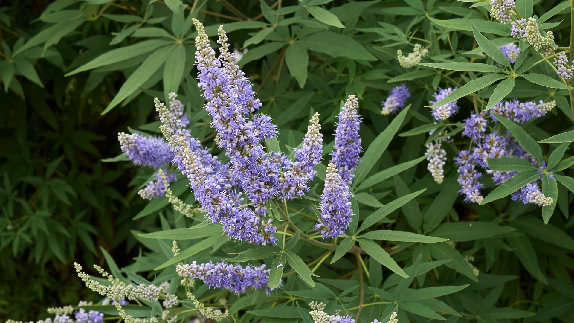 Hình ảnh Vitex agnus-castus fruit extract