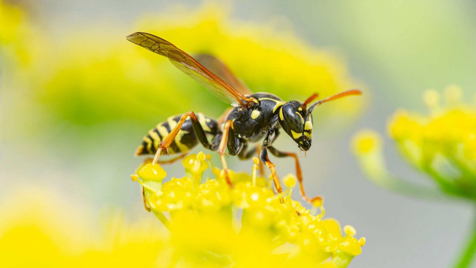 Ngộ độc ong đốt: Cách sơ cứu, điều trị và phòng tránh - Nhà thuốc ...