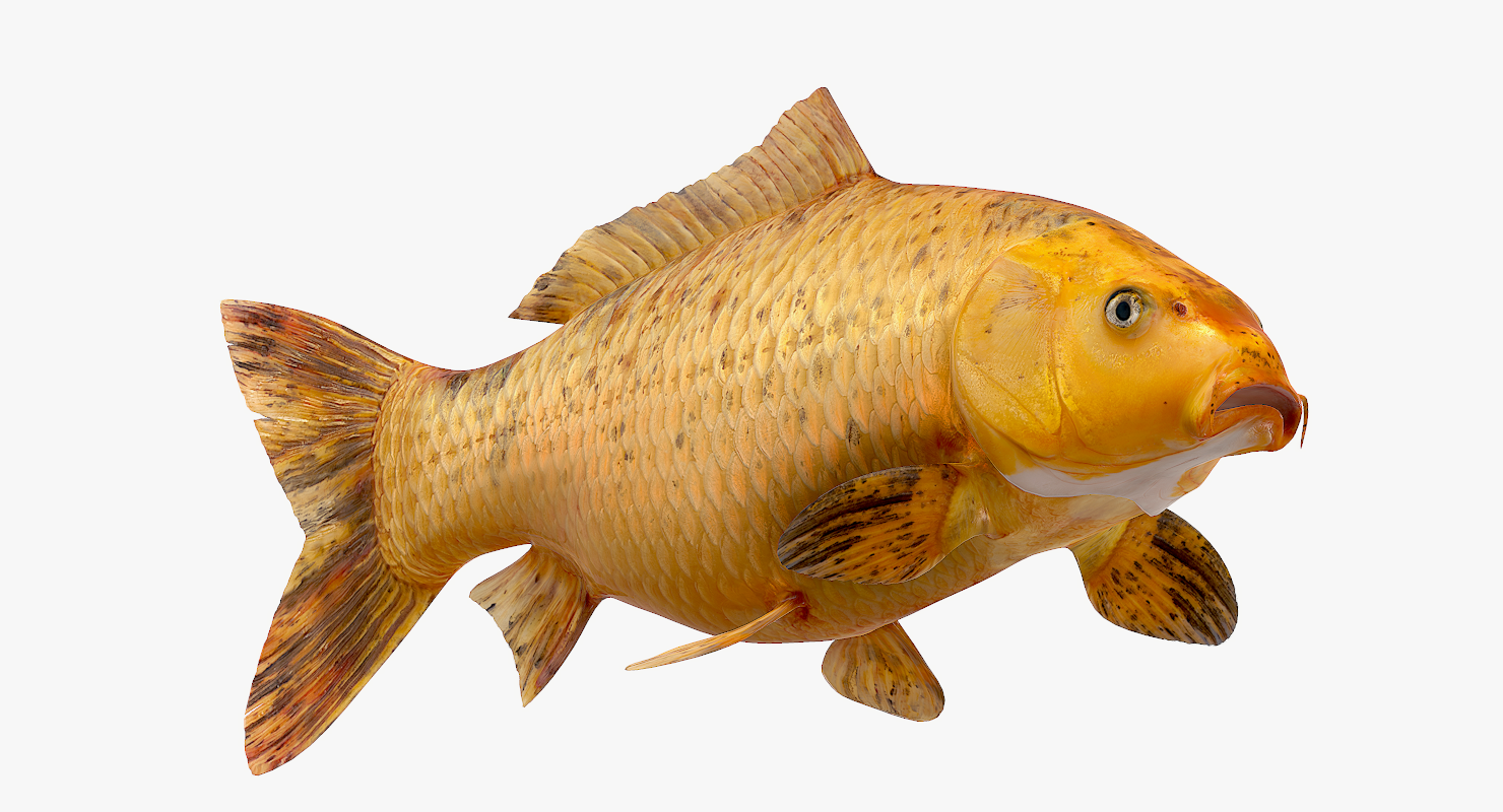 Top hơn 73 hình nền cá chép vàng hay nhất  cbnguyendinhchieu