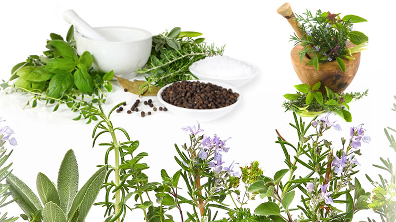 10 cây thuốc giúp điều trị rối loạn tiền đình bằng thuốc Nam hiệu quả