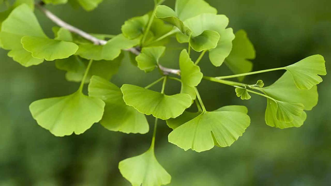 cây ngân hạnh