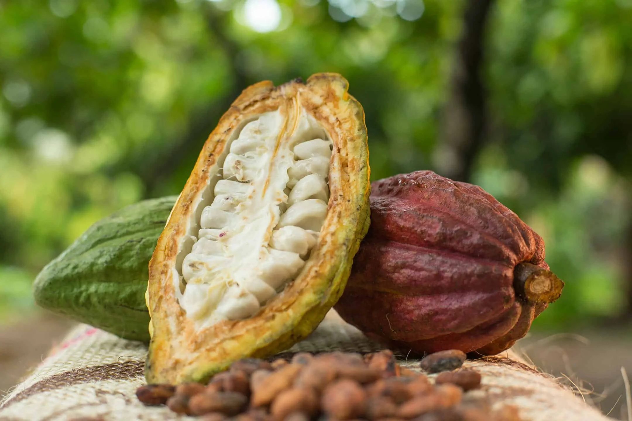 quả cacao 1