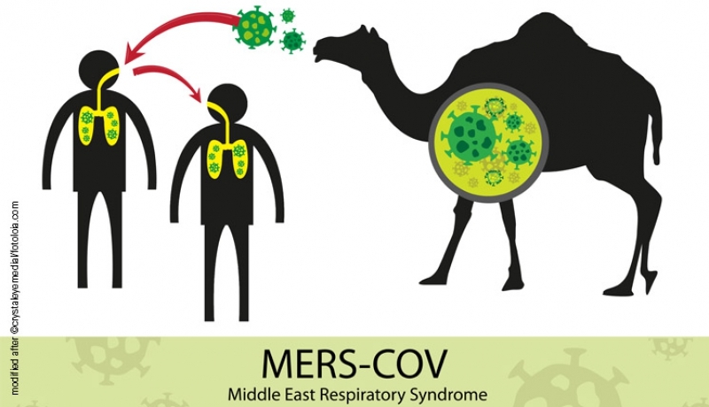 Bệnh MERS có liên quan gì đến đại dịch COVID-19?