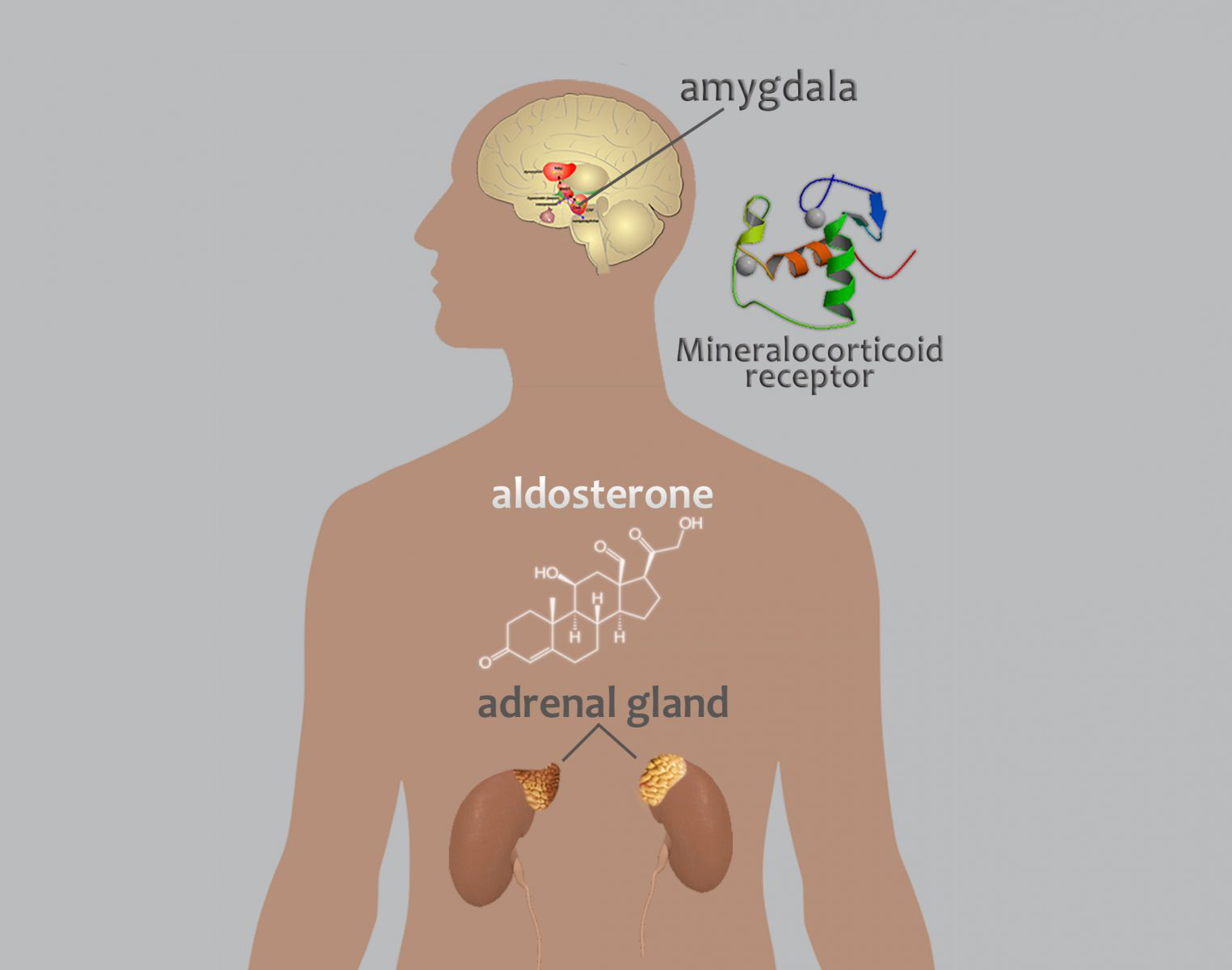 Angiotensin II kích thích sản xuất hormone aldosterone