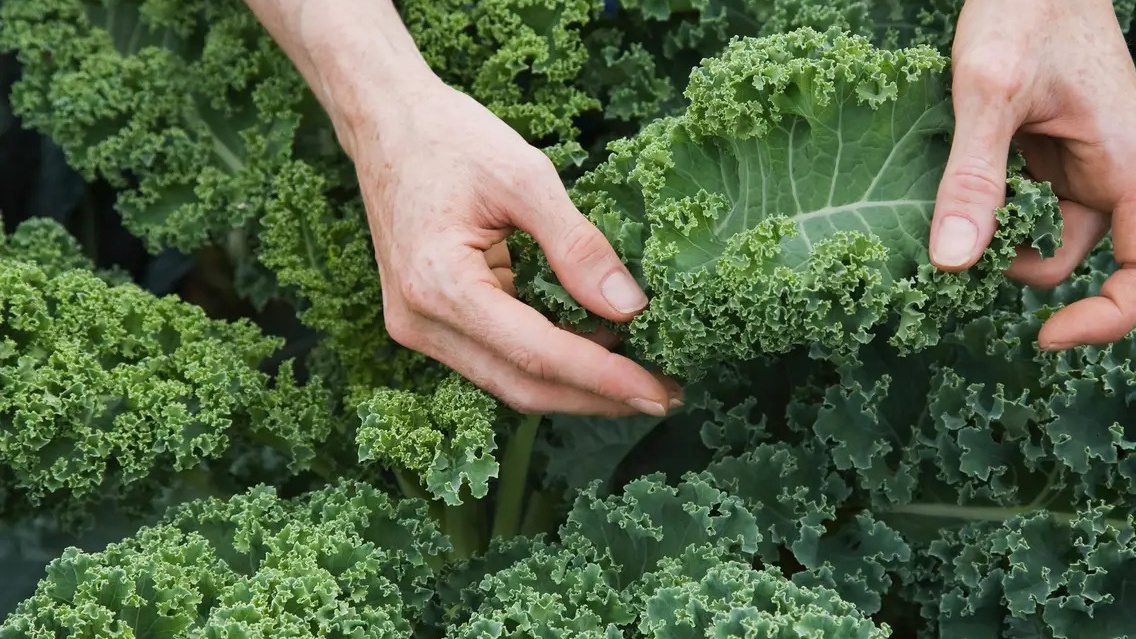 Bà bầu có nên ăn cải kale không? Công dụng của cải kale mà mẹ bầu nên biết