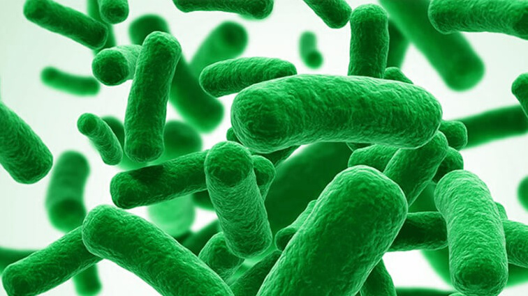 Bifidobacterium là gì? Công dụng và liều dùng 3