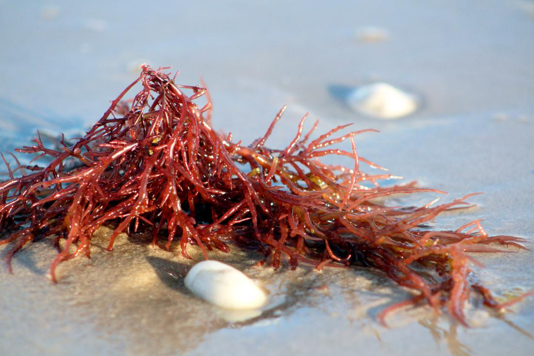 Carrageenan là gì? Vai trò của carrageenan đối với sức khỏe và đời sống.1