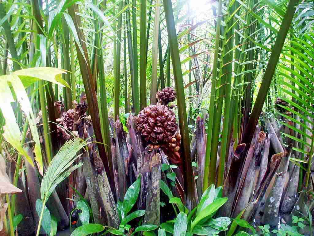 Tất Tần Tật Thông Tin Về Cây Dừa Nước Cần Giờ  VIETNIPACOM