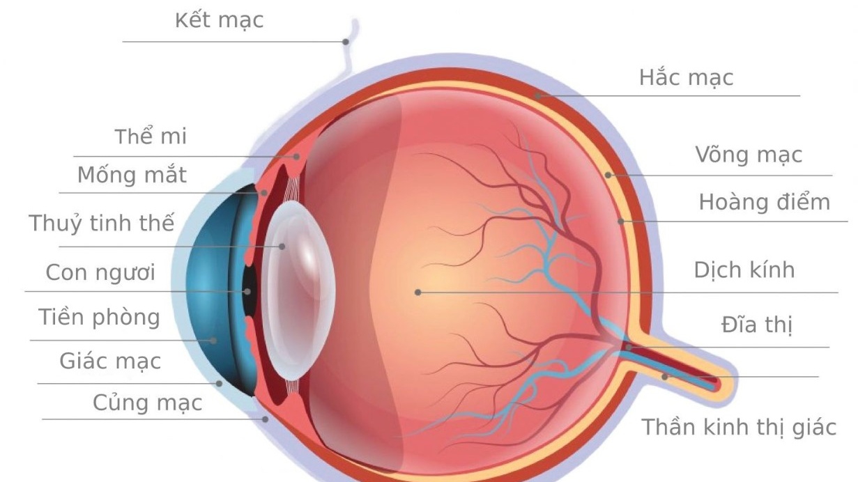 Tìm hiểu cấu tạo và cơ chế hoạt động của mắt