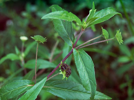 cây cỏ mực