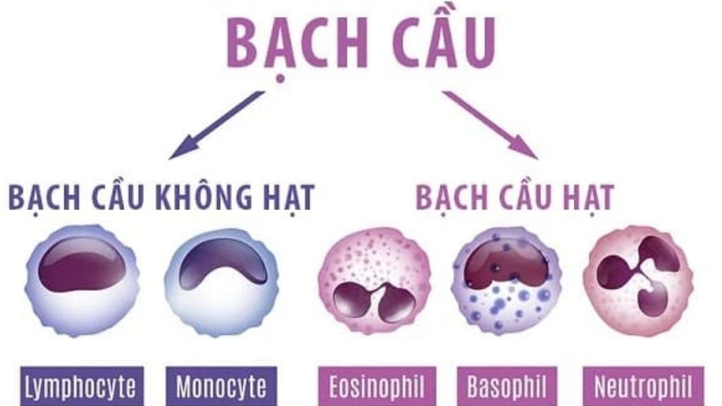 Công Thức Bạch Cầu