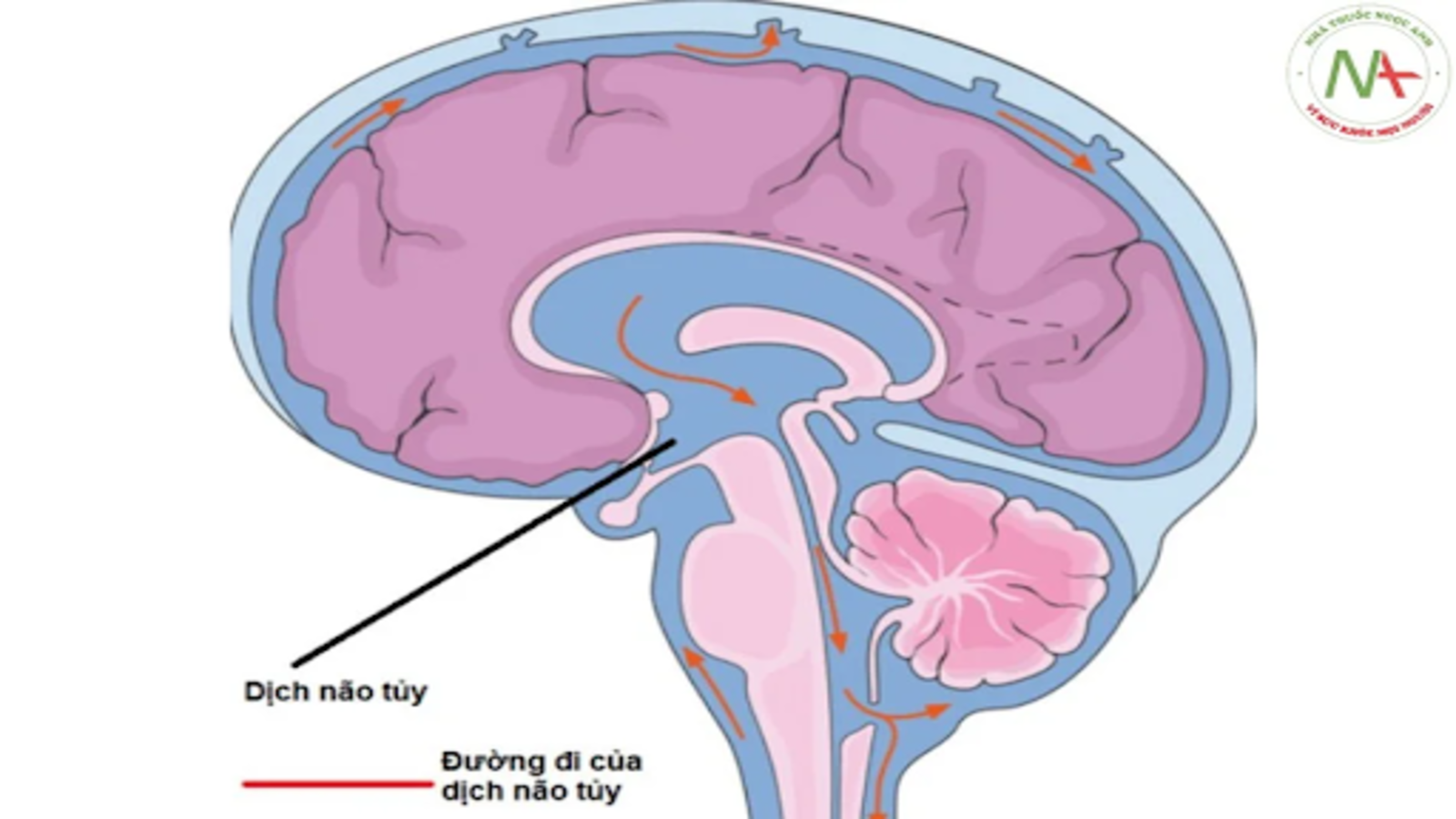 Dịch não tuỷ và những thông tin cần biết