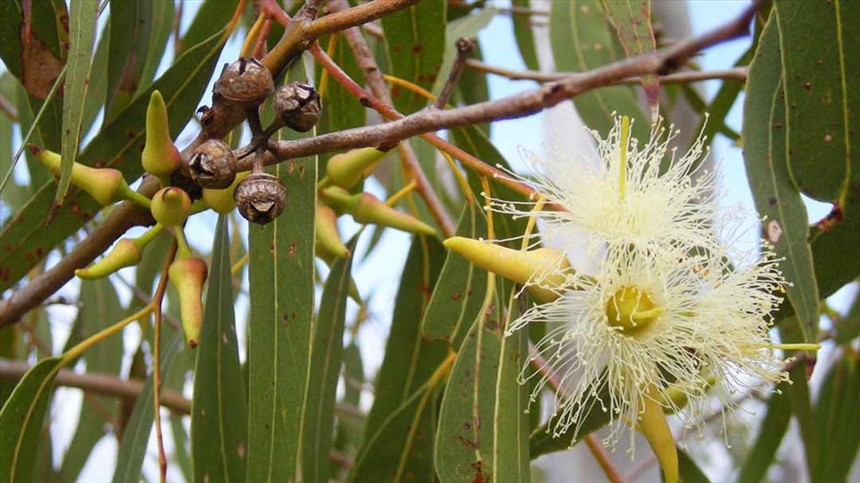 Eucalyptol là gì? Eucalyptol có tác dụng gì?-1