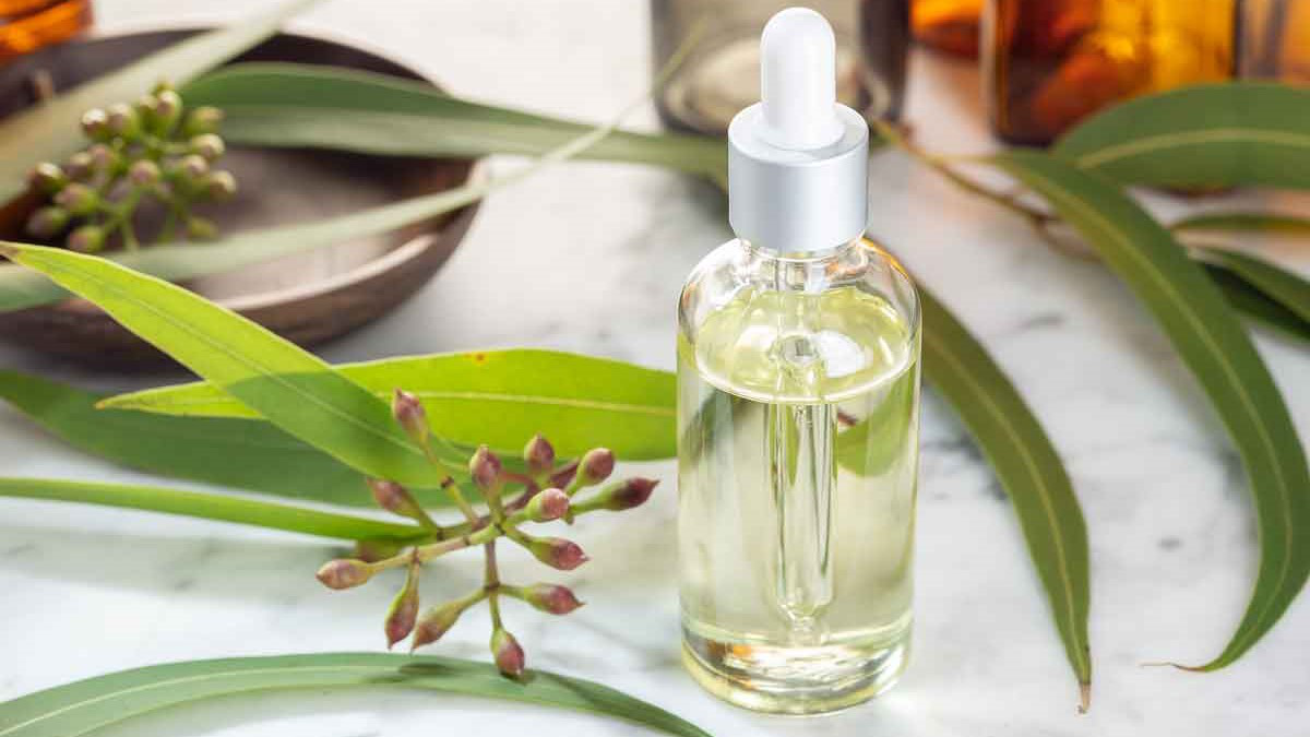 Eucalyptus Oil là gì? Công dụng của Eucalyptus Oil đối với sức khỏe 9