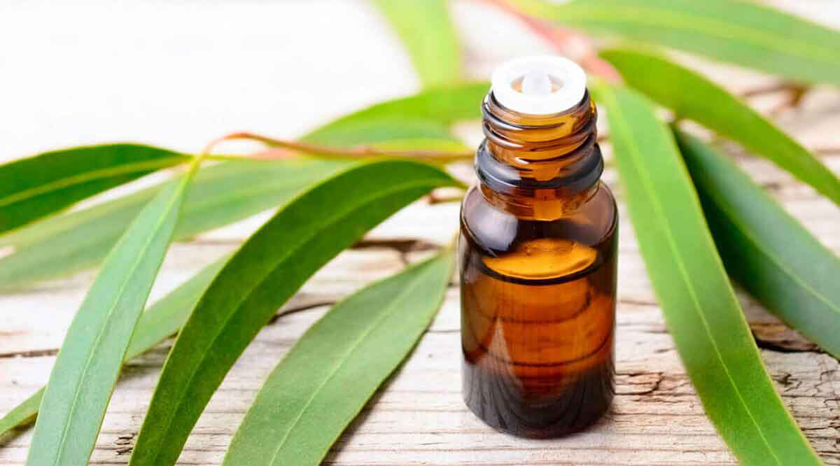 Eucalyptus Oil là gì? Công dụng của Eucalyptus Oil đối với sức khỏe 1