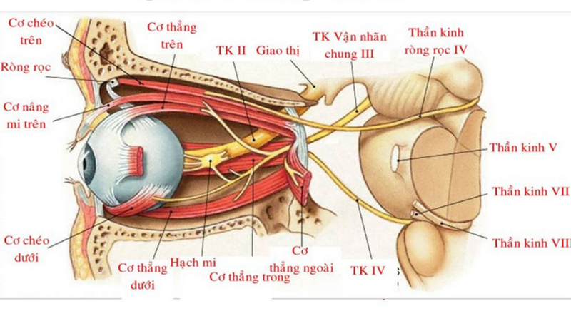 Giải phẫu hốc mắt 5