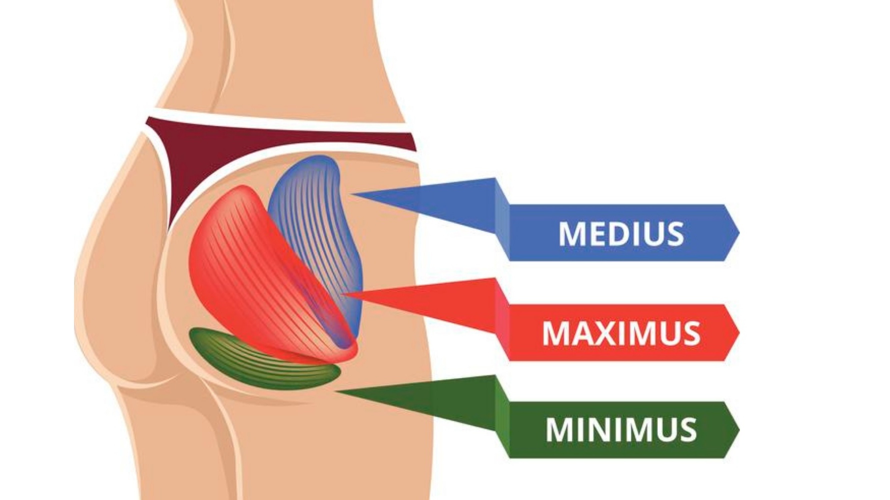 Glutes là gì? Các bài tập cơ Glutes hiệu quả