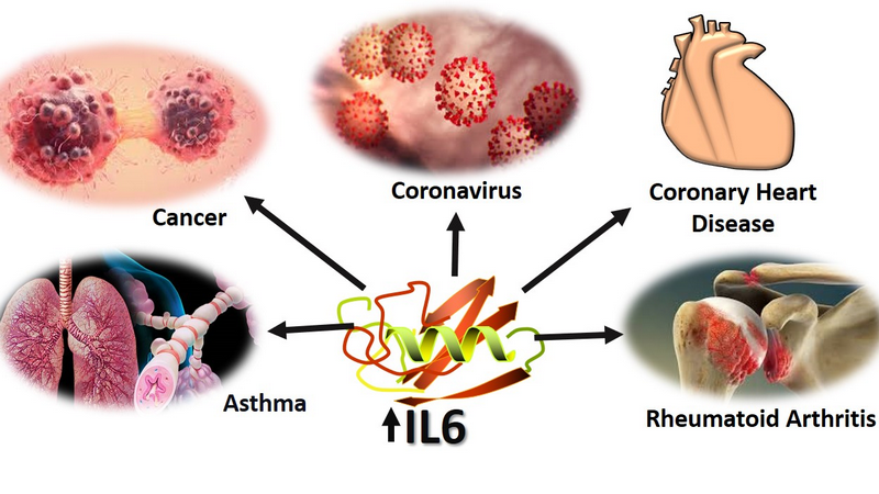 Interleukin 6 trong các phản ứng viêm 1