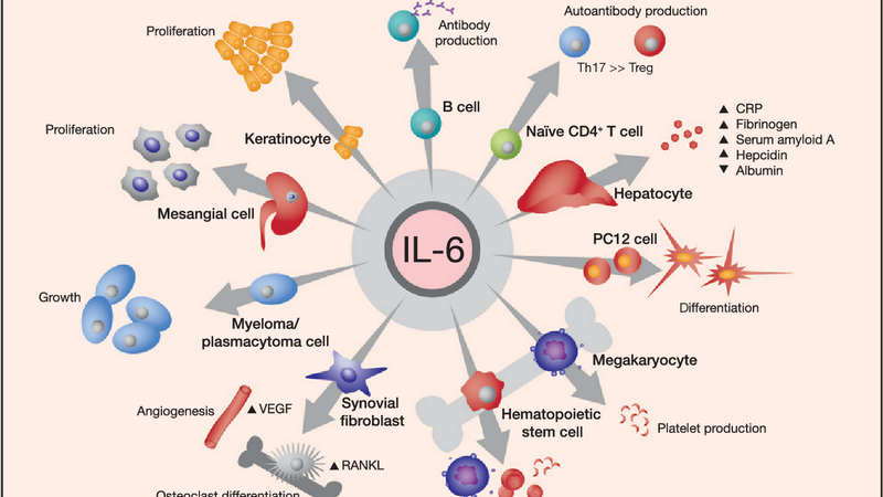 Interleukin 6 trong các phản ứng viêm 4