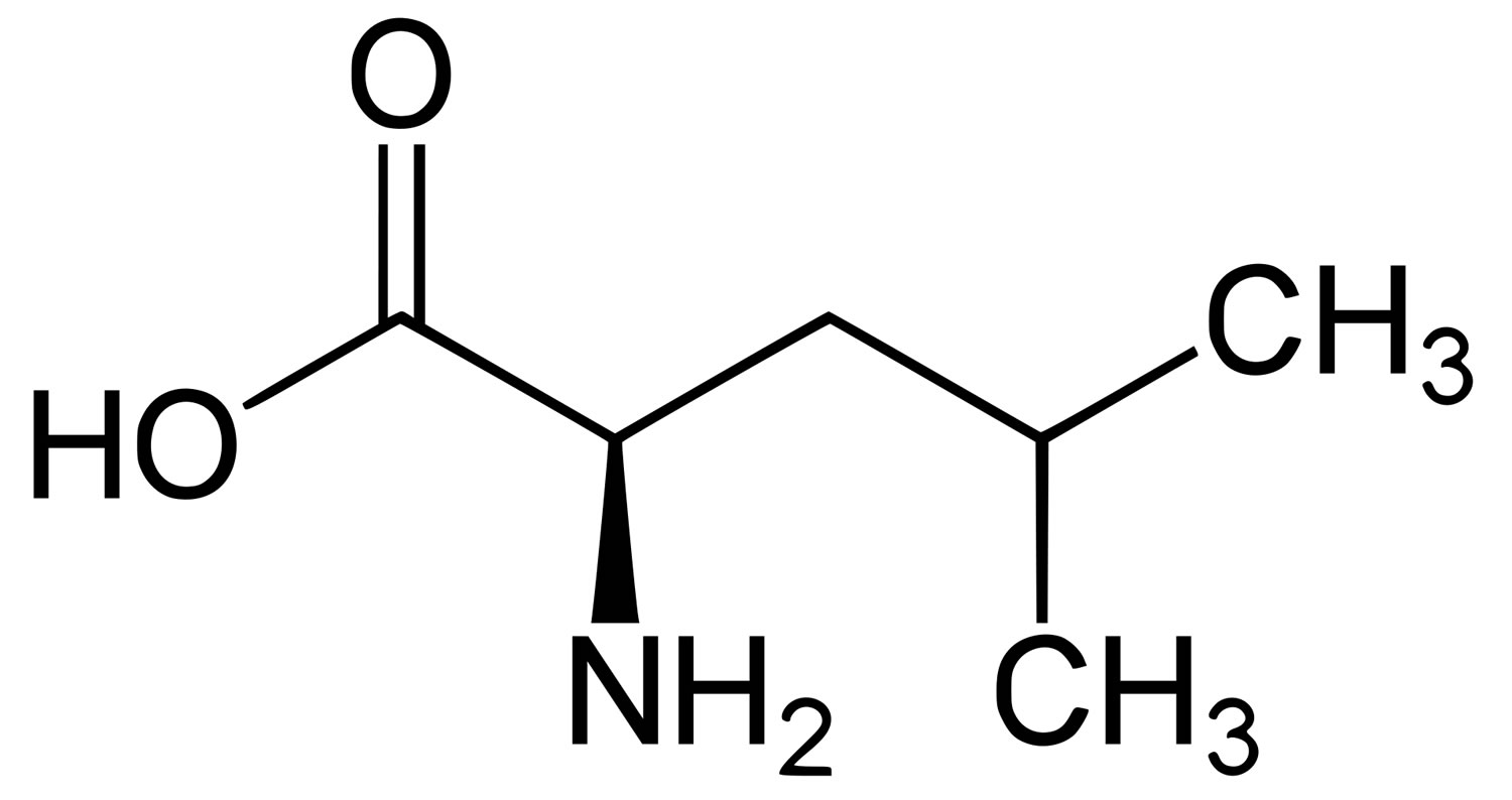 Leucine là gì? Tính chất chống oxy hóa của Leucine-1
