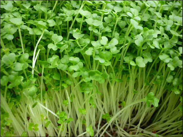 Mầm đậu xanh 1