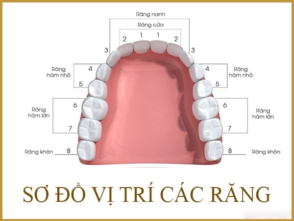 Nhổ răng số 7 có cần trồng lại 02 