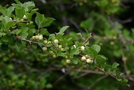 cây nổ gai