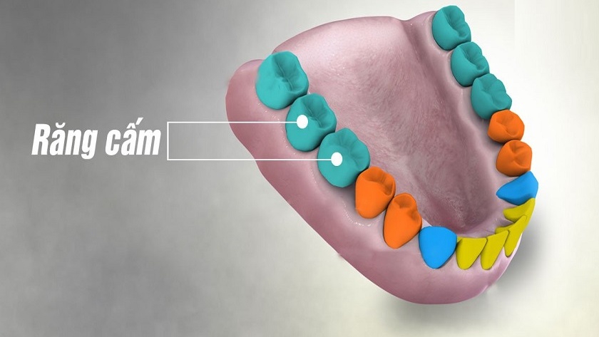 Răng cấm là răng gì? Phân biệt răng cấm và răng khôn